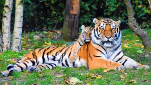 World Wildlife Day 2021