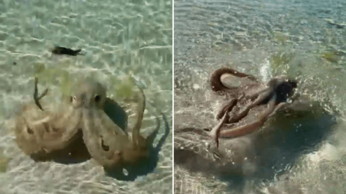 octopus