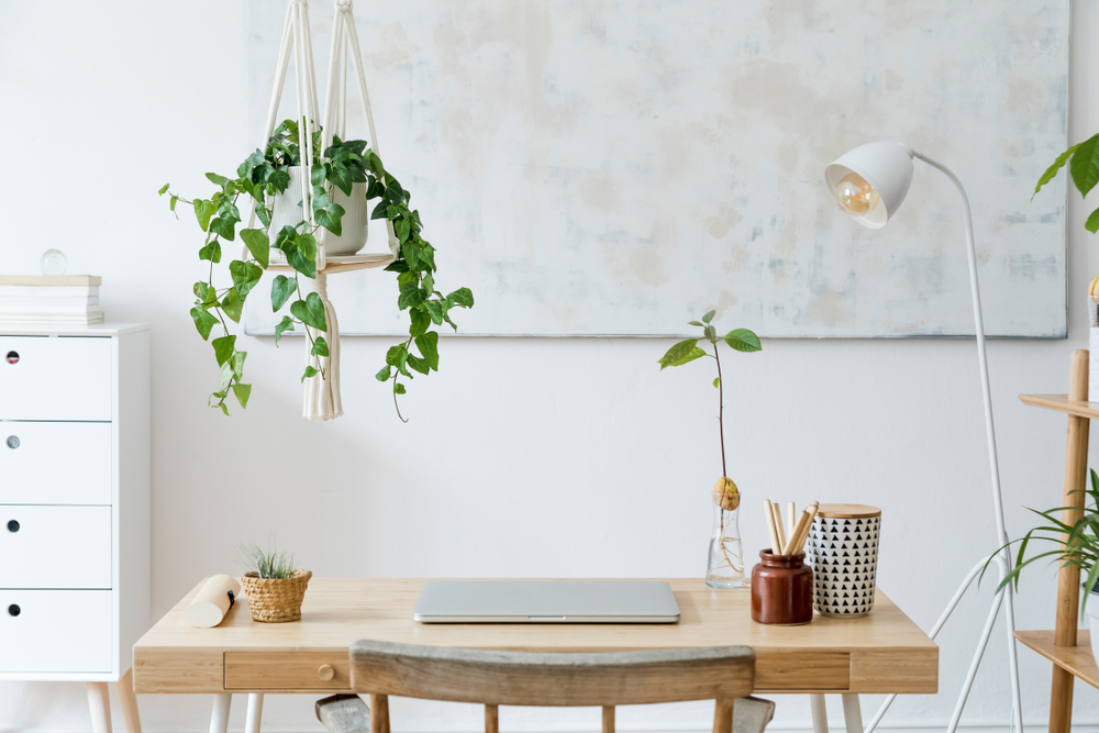 indoor plants for office decor