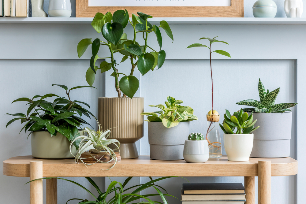 indoor plants