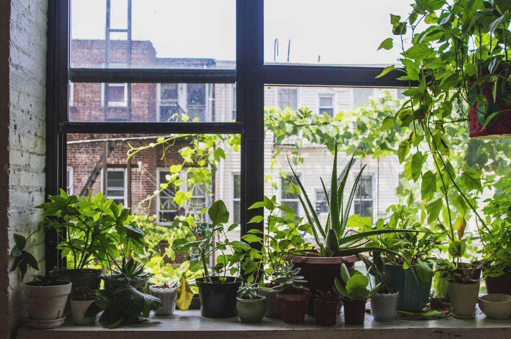 plants for home decor