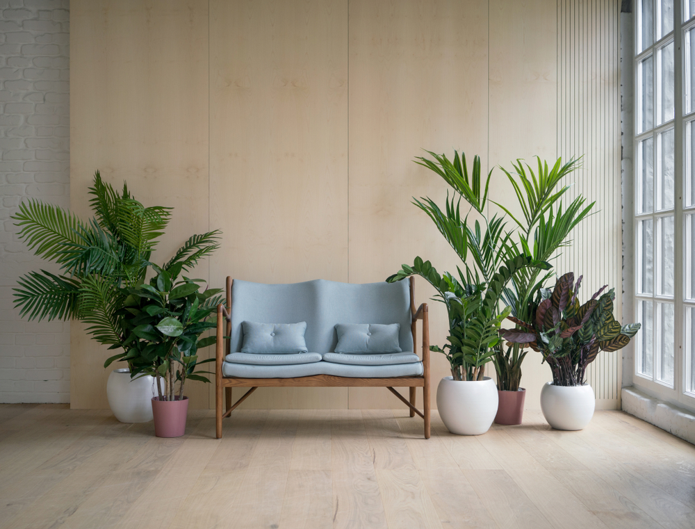 indoor plants for home
