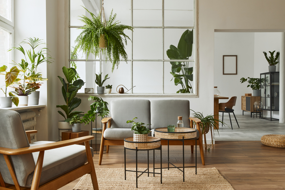 Indoor plants for home decor