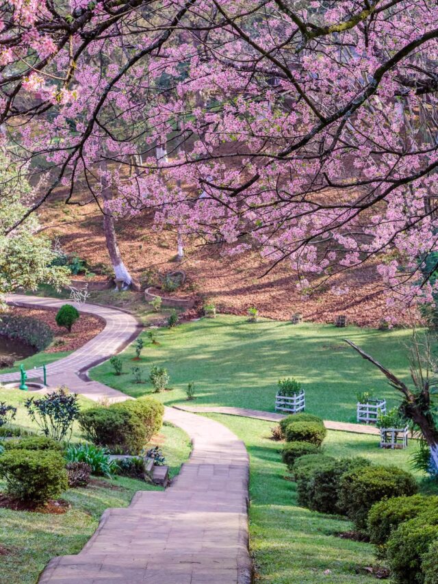 Shillong cherry blossom ward lake