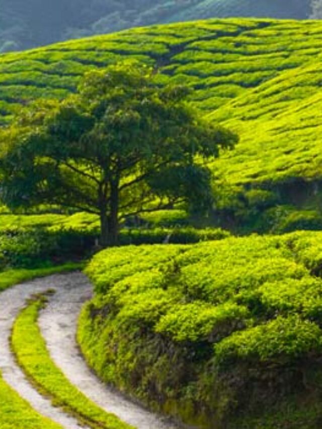 Tea-main