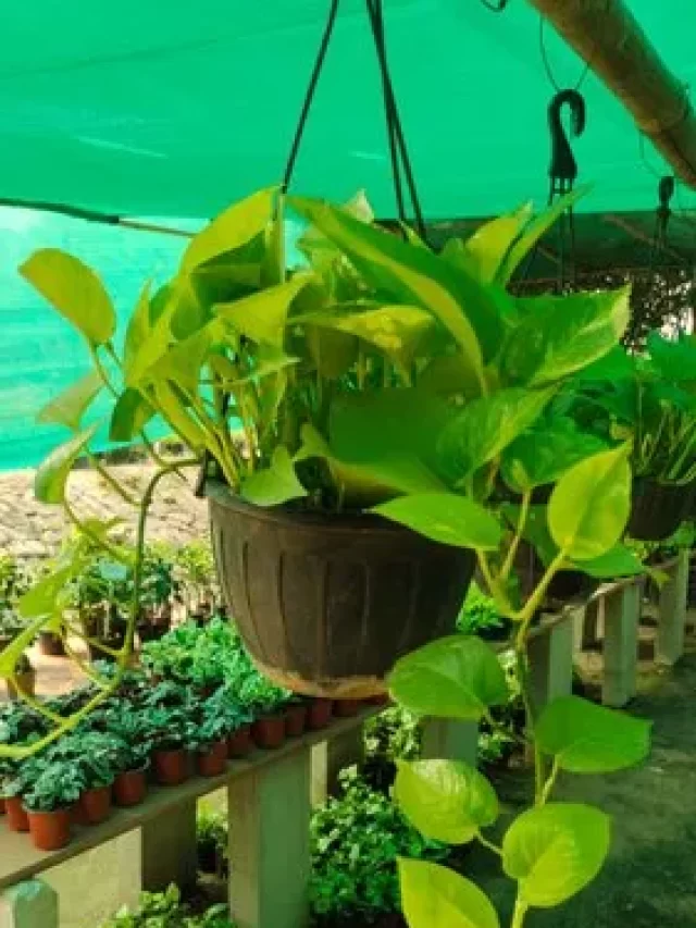 money plant