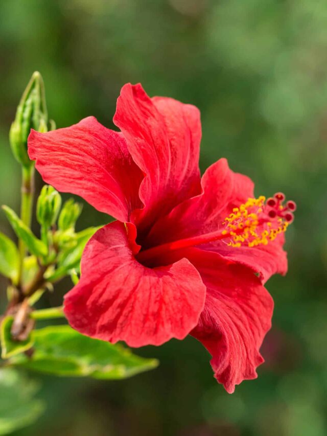 Hibiscus