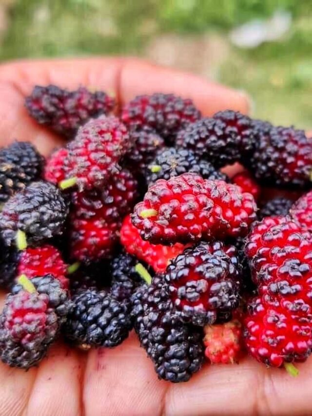 Mullberry