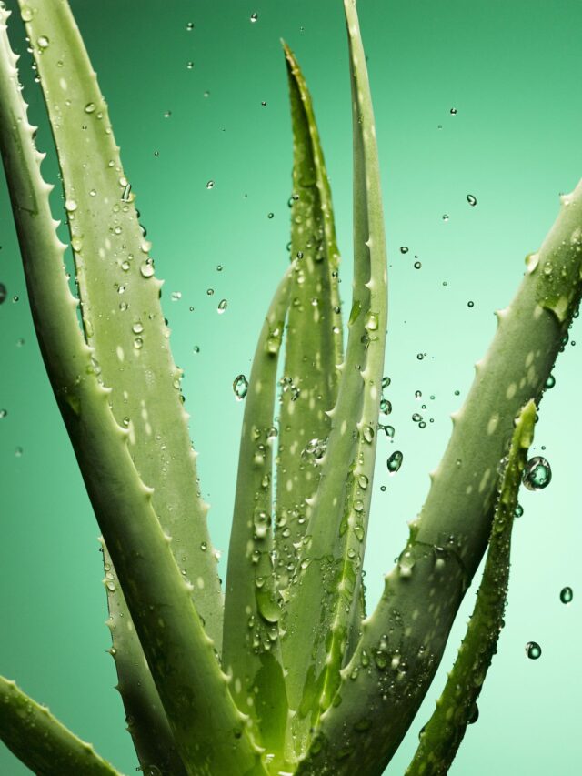 aloe vera benefits