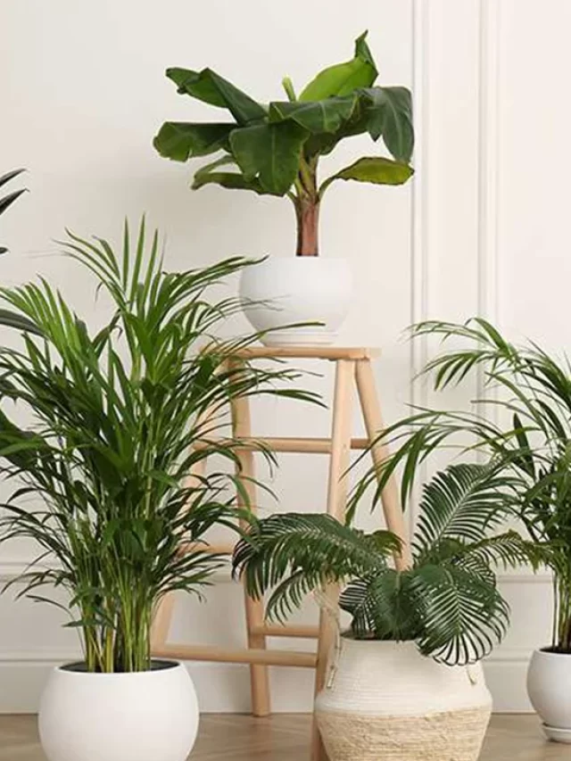 Indoor Plants