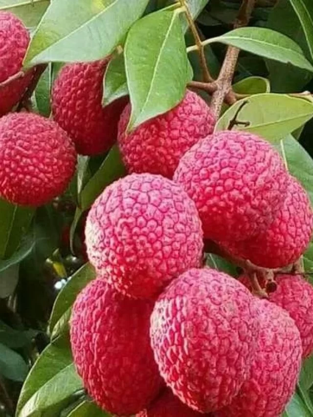 litchi plant