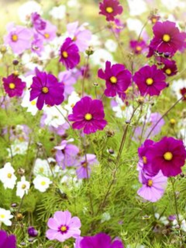Best Flowers To Grow In This Monsoon Season