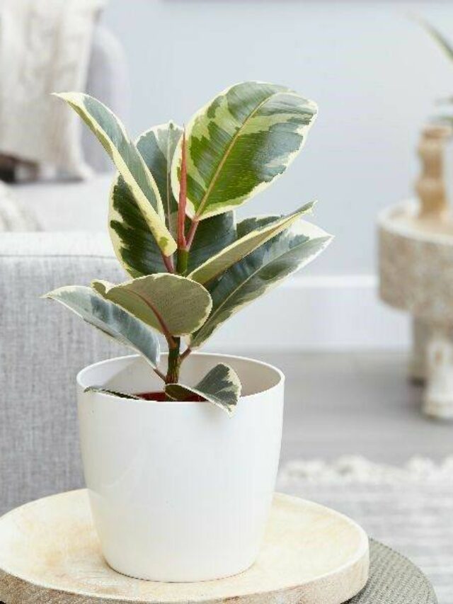 Rubberplantvariegated