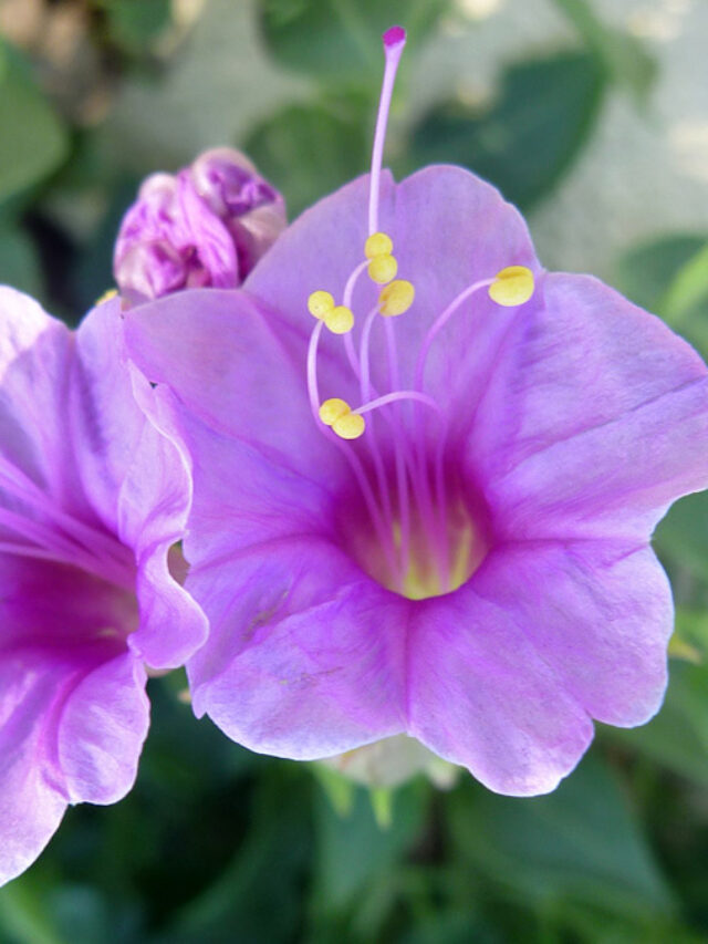 mirabilis-oxybaphoides1
