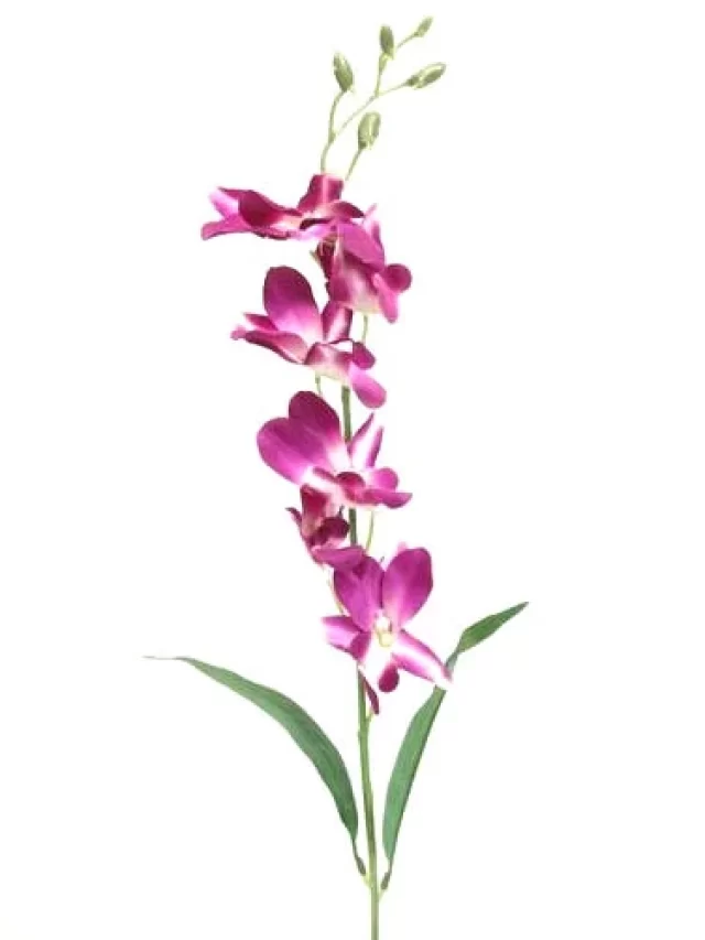 orchid