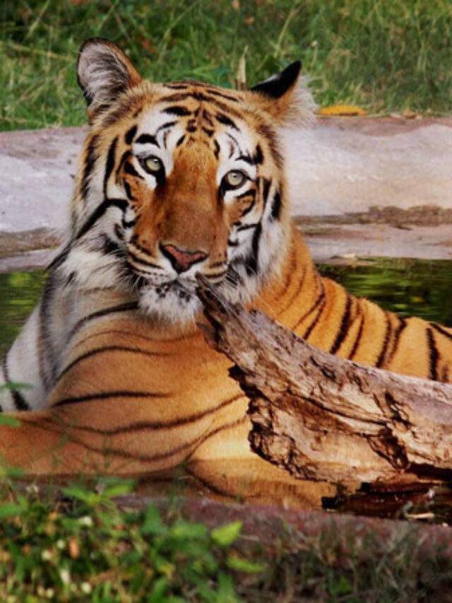 21-1456048039-tiger-601