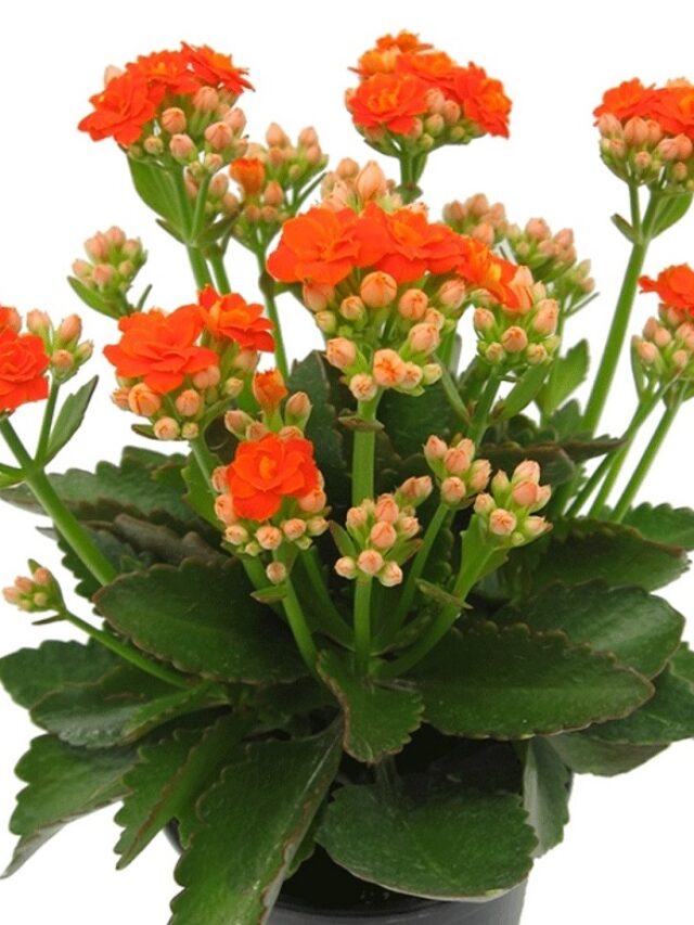 kalanchoe-blossfeldiana1