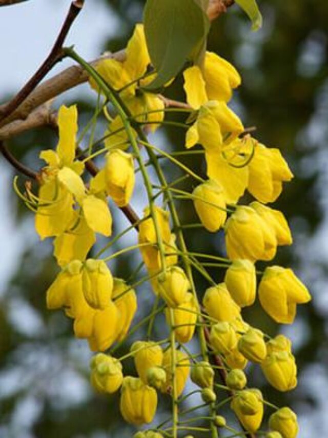 Amaltas Plant_0