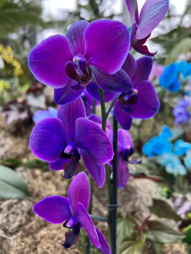 phalaenopsis_purple